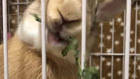 兔子视频成人版