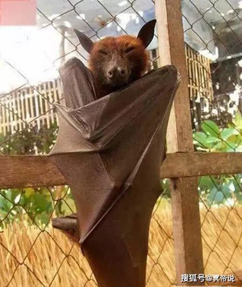 蝙蝠变异成人图片高清视频,高清视频揭秘蝙蝠变人惊悚瞬间