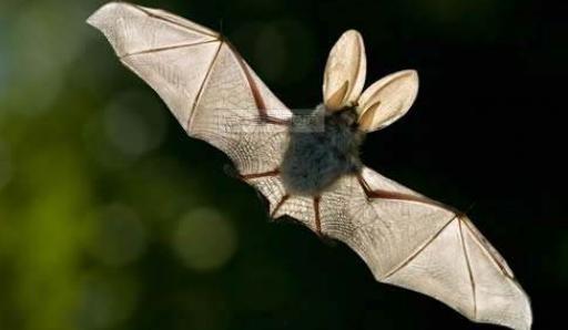 蝙蝠变异成人图片高清视频,高清视频揭秘蝙蝠变人惊悚瞬间