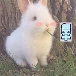 兔子成人会咬人么视频